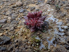 Crassula closiana