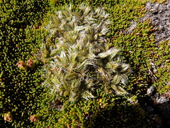 Anisotome imbricata