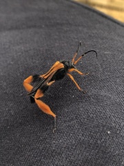 Callisphyris macropus