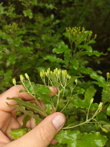 Image of Brachyglottis perdicioides by (c) Genevieve Early, some rights reserved (CC BY)