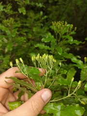 Brachyglottis perdicioides