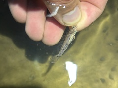 Ctenogobius boleosoma