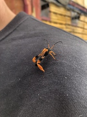 Callisphyris macropus