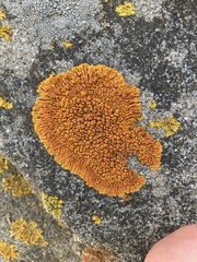 Polycauliona ignea