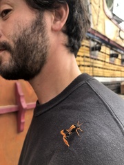 Callisphyris macropus