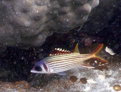 Neoniphon sammara