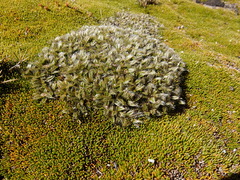 Anisotome imbricata