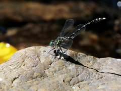 Hemigomphus theischingeri