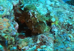 Antennarius commerson