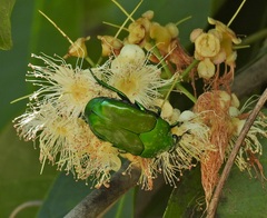 Ischiopsopha wallacei