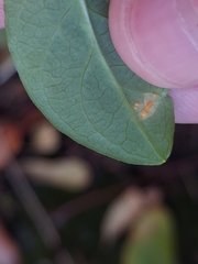 Uredo androsaemi