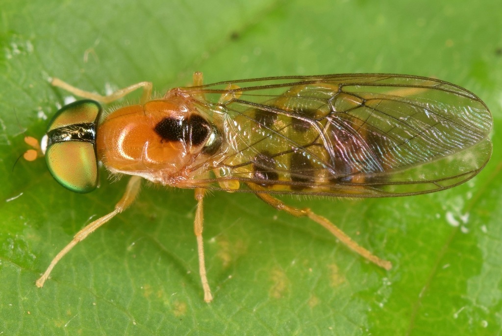 Sargus elegans