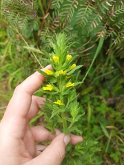 Bellardia viscosa