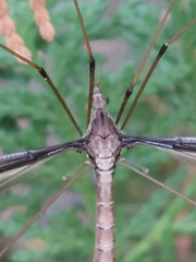 Tipula nova
