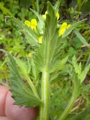 Bellardia viscosa