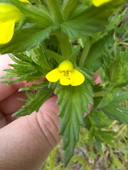 Bellardia viscosa