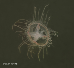 Craspedacusta sowerbii