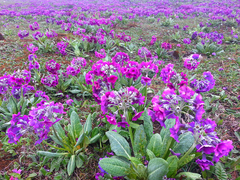 Primulaceae