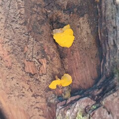 Dacrymyces