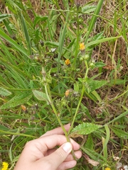 Helminthotheca echioides