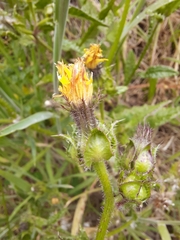 Helminthotheca echioides