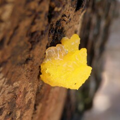 Dacrymyces