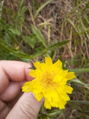 Helminthotheca echioides