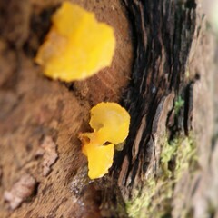 Dacrymyces