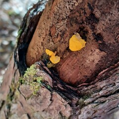 Dacrymyces