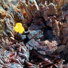 Dacrymyces