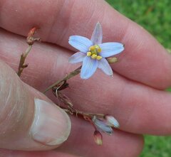 Dianella callicarpa