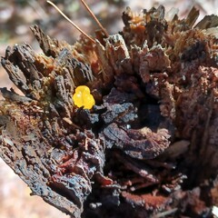 Dacrymyces