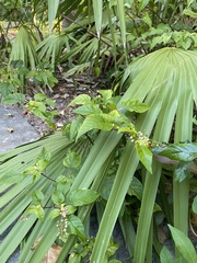 Mikania cordifolia