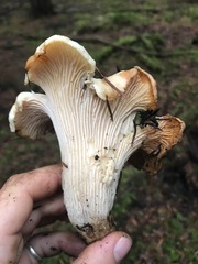 Cantharellus subalbidus