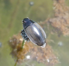 Dineutus