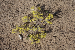 Odontarrhena obovata