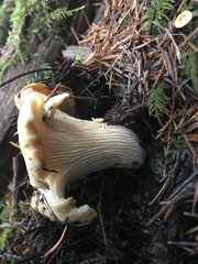 Cantharellus subalbidus
