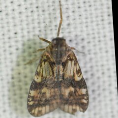 Bothriocera