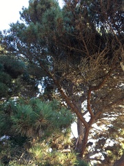 Pinus radiata