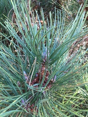 Pinus radiata