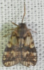 Bothriocera