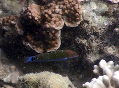 Thalassoma lunare