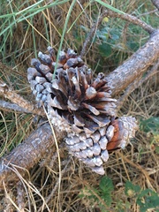 Pinus radiata