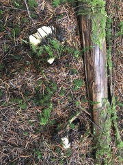 Cantharellus subalbidus