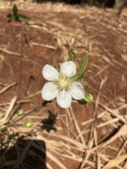 Campomanesia pubescens