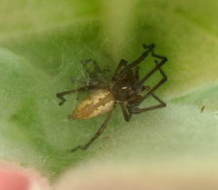 Eutittha stratiotica