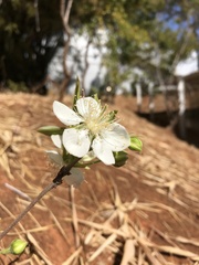 Campomanesia pubescens