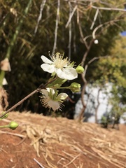 Campomanesia pubescens