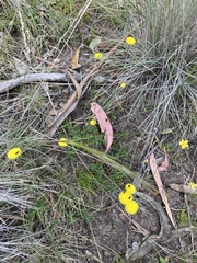 Leptorhynchos squamatus