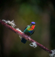 Panterpe insignis